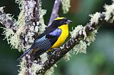 Blue-winged Mountain Tanagerborder=